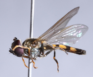  ( - CNC Diptera 224969)  @13 [ ] CreativeCommons - Attribution Non-Commercial Share-Alike (2014) Jeffrey H. Skevington Agriculture and Agri-Food Canada