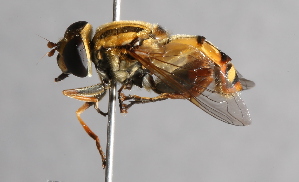  ( - CNC Diptera 224983)  @14 [ ] CreativeCommons - Attribution Non-Commercial Share-Alike (2014) Jeffrey H. Skevington Agriculture and Agri-Food Canada