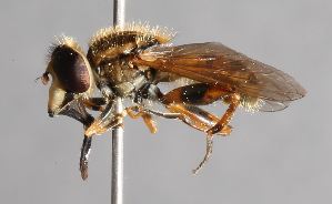  ( - CNC Diptera 224989)  @14 [ ] CreativeCommons - Attribution Non-Commercial Share-Alike (2014) Jeffrey H. Skevington Agriculture and Agri-Food Canada
