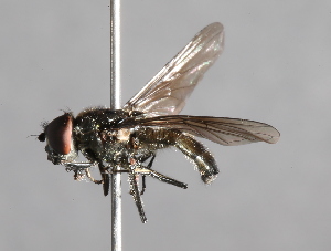 (Cheilosia sibirica - CNC Diptera 225032)  @13 [ ] CreativeCommons - Attribution Non-Commercial Share-Alike (2014) Jeffrey H. Skevington Agriculture and Agri-Food Canada
