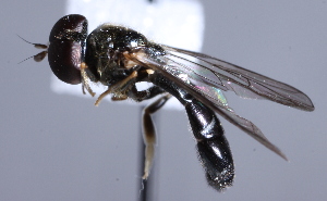  ( - CNC Diptera 225034)  @13 [ ] CreativeCommons - Attribution Non-Commercial Share-Alike (2014) Jeffrey H. Skevington Agriculture and Agri-Food Canada