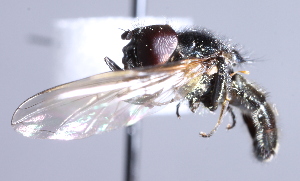  ( - CNC Diptera 225035)  @13 [ ] CreativeCommons - Attribution Non-Commercial Share-Alike (2014) Jeffrey H. Skevington Agriculture and Agri-Food Canada