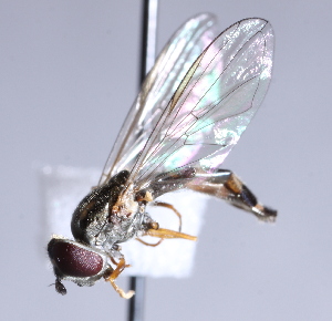  ( - CNC Diptera 225068)  @12 [ ] CreativeCommons - Attribution Non-Commercial Share-Alike (2014) Jeffrey H. Skevington Agriculture and Agri-Food Canada