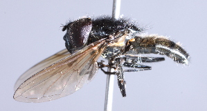  ( - CNC Diptera 225092)  @13 [ ] CreativeCommons - Attribution Non-Commercial Share-Alike (2014) Jeffrey H. Skevington Agriculture and Agri-Food Canada