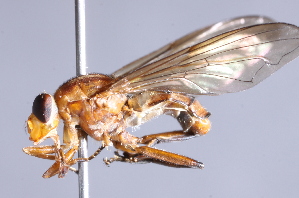  ( - CNC Diptera 225094)  @11 [ ] CreativeCommons - Attribution Non-Commercial Share-Alike (2014) Jeffrey H. Skevington Agriculture and Agri-Food Canada