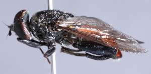  ( - CNC Diptera 226739)  @12 [ ] CreativeCommons - Attribution Non-Commercial Share-Alike (2014) Jeffrey H. Skevington Agriculture and Agri-Food Canada