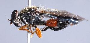  ( - CNC Diptera 226765)  @13 [ ] CreativeCommons - Attribution Non-Commercial Share-Alike (2014) Jeffrey H. Skevington Agriculture and Agri-Food Canada
