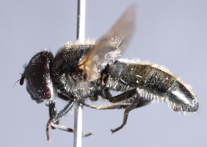 ( - CNC Diptera 226796)  @12 [ ] CreativeCommons - Attribution Non-Commercial Share-Alike (2014) Jeffrey H. Skevington Agriculture and Agri-Food Canada