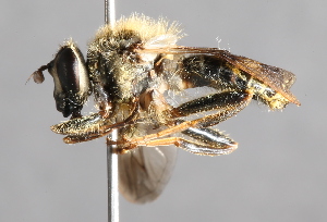  (Criorhina brevipila - CNC Diptera 226821)  @14 [ ] CreativeCommons - Attribution Non-Commercial Share-Alike (2014) Jeffrey H. Skevington Agriculture and Agri-Food Canada