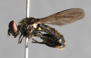  ( - CNC Diptera 226912)  @13 [ ] CreativeCommons - Attribution Non-Commercial Share-Alike (2014) Jeffrey H. Skevington Agriculture and Agri-Food Canada