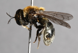  ( - CNC Diptera 226918)  @11 [ ] CreativeCommons - Attribution Non-Commercial Share-Alike (2014) Jeffrey H. Skevington Agriculture and Agri-Food Canada