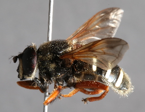  ( - CNC Diptera 226930)  @13 [ ] CreativeCommons - Attribution Non-Commercial Share-Alike (2014) Jeffrey H. Skevington Agriculture and Agri-Food Canada