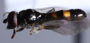  ( - CNC Diptera 226988)  @12 [ ] CreativeCommons - Attribution Non-Commercial Share-Alike (2014) Jeffrey H. Skevington Agriculture and Agri-Food Canada