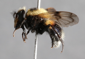  (Volucella bombylans complex - CNC Diptera 226999)  @13 [ ] CreativeCommons - Attribution Non-Commercial Share-Alike (2014) Jeffrey H. Skevington Agriculture and Agri-Food Canada