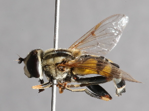  ( - CNC Diptera 227117)  @11 [ ] CreativeCommons - Attribution Non-Commercial Share-Alike (2014) Jeffrey H. Skevington Agriculture and Agri-Food Canada