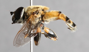  (Helophilus continuus - CNC Diptera 227123)  @11 [ ] CreativeCommons - Attribution Non-Commercial Share-Alike (2014) Jeffrey H. Skevington Agriculture and Agri-Food Canada