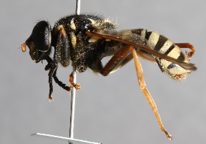  ( - CNC Diptera 227133)  @11 [ ] CreativeCommons - Attribution Non-Commercial Share-Alike (2014) Jeffrey H. Skevington Agriculture and Agri-Food Canada
