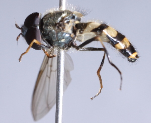  ( - CNC Diptera 229381)  @12 [ ] CreativeCommons - Attribution Non-Commercial Share-Alike (2014) Jeffrey H. Skevington Agriculture and Agri-Food Canada