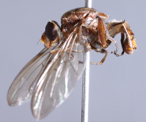  ( - CNC Diptera 229413)  @13 [ ] CreativeCommons - Attribution Non-Commercial Share-Alike (2014) Jeffrey H. Skevington Agriculture and Agri-Food Canada
