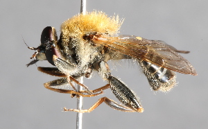  ( - CNC Diptera 229430)  @11 [ ] CreativeCommons - Attribution Non-Commercial Share-Alike (2014) Jeffrey H. Skevington Agriculture and Agri-Food Canada