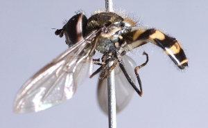  ( - CNC Diptera 229451)  @12 [ ] CreativeCommons - Attribution Non-Commercial Share-Alike (2014) Jeffrey H. Skevington Agriculture and Agri-Food Canada