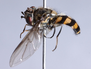  (Parasyrphus macularis - CNC Diptera 229454)  @14 [ ] CreativeCommons - Attribution Non-Commercial Share-Alike (2014) Jeffrey H. Skevington Agriculture and Agri-Food Canada