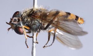  ( - CNC Diptera 229455)  @11 [ ] CreativeCommons - Attribution Non-Commercial Share-Alike (2014) Jeffrey H. Skevington Agriculture and Agri-Food Canada