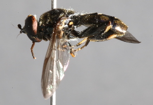  ( - CNC Diptera 229466)  @13 [ ] CreativeCommons - Attribution Non-Commercial Share-Alike (2014) Jeffrey H. Skevington Agriculture and Agri-Food Canada