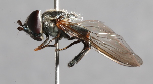  ( - CNC Diptera 229470)  @14 [ ] CreativeCommons - Attribution Non-Commercial Share-Alike (2014) Jeffrey H. Skevington Agriculture and Agri-Food Canada
