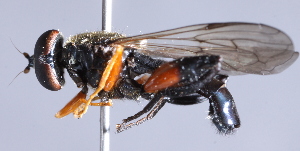  ( - CNC Diptera 229508)  @12 [ ] CreativeCommons - Attribution Non-Commercial Share-Alike (2014) Jeffrey H. Skevington Agriculture and Agri-Food Canada