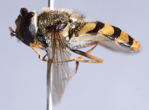  ( - CNC Diptera 229523)  @11 [ ] CreativeCommons - Attribution Non-Commercial Share-Alike (2014) Jeffrey H. Skevington Agriculture and Agri-Food Canada