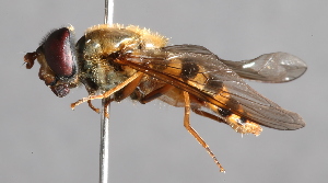  ( - CNC Diptera 229593)  @14 [ ] CreativeCommons - Attribution Non-Commercial Share-Alike (2014) Jeffrey H. Skevington Agriculture and Agri-Food Canada