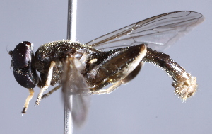  (Xylota fo - CNC Diptera 229604)  @12 [ ] CreativeCommons - Attribution Non-Commercial Share-Alike (2014) Jeffrey H. Skevington Agriculture and Agri-Food Canada