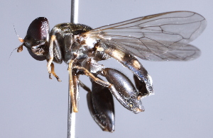  ( - CNC Diptera 229649)  @14 [ ] CreativeCommons - Attribution Non-Commercial Share-Alike (2014) Jeffrey H. Skevington Agriculture and Agri-Food Canada