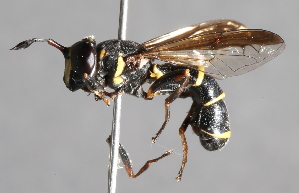  (Ceriana nigerrima - CNC Diptera 229694)  @14 [ ] CreativeCommons - Attribution Non-Commercial Share-Alike (2014) Jeffrey H. Skevington Agriculture and Agri-Food Canada