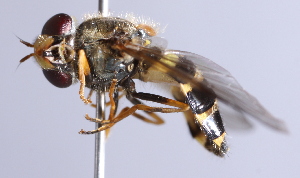  ( - CNC Diptera 229706)  @13 [ ] CreativeCommons - Attribution Non-Commercial Share-Alike (2014) Jeffrey H. Skevington Agriculture and Agri-Food Canada