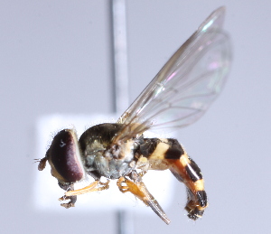  ( - CNC Diptera 229716)  @12 [ ] CreativeCommons - Attribution Non-Commercial Share-Alike (2014) Jeffrey H. Skevington Agriculture and Agri-Food Canada