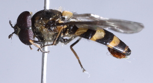  ( - CNC Diptera 229783)  @13 [ ] CreativeCommons - Attribution Non-Commercial Share-Alike (2014) Jeffrey H. Skevington Agriculture and Agri-Food Canada