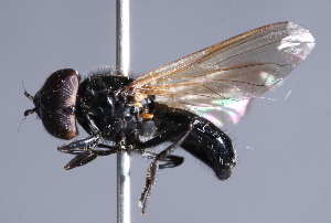  ( - CNC Diptera 229791)  @11 [ ] CreativeCommons - Attribution Non-Commercial Share-Alike (2014) Jeffrey H. Skevington Agriculture and Agri-Food Canada