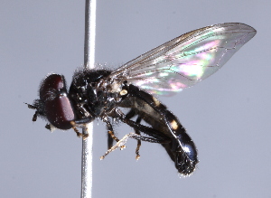  ( - CNC Diptera 229792)  @13 [ ] CreativeCommons - Attribution Non-Commercial Share-Alike (2014) Jeffrey H. Skevington Agriculture and Agri-Food Canada