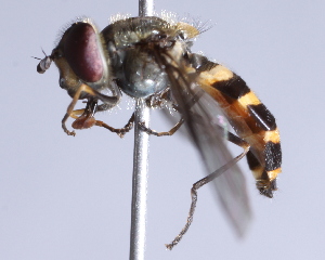  ( - CNC Diptera 229794)  @13 [ ] CreativeCommons - Attribution Non-Commercial Share-Alike (2014) Jeffrey H. Skevington Agriculture and Agri-Food Canada
