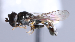  ( - CNC Diptera 229845)  @13 [ ] CreativeCommons - Attribution Non-Commercial Share-Alike (2014) Jeffrey H. Skevington Agriculture and Agri-Food Canada