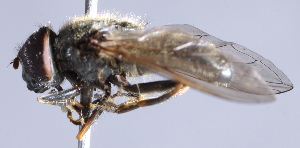  ( - CNC Diptera 229872)  @12 [ ] CreativeCommons - Attribution Non-Commercial Share-Alike (2014) Jeffrey H. Skevington Agriculture and Agri-Food Canada