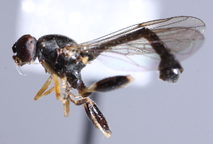  ( - CNC Diptera 229895)  @13 [ ] CreativeCommons - Attribution Non-Commercial Share-Alike (2014) Jeffrey H. Skevington Agriculture and Agri-Food Canada