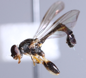  ( - CNC Diptera 229897)  @12 [ ] CreativeCommons - Attribution Non-Commercial Share-Alike (2014) Jeffrey H. Skevington Agriculture and Agri-Food Canada