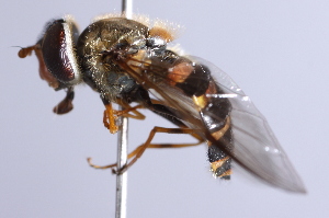  ( - CNC Diptera 229910)  @13 [ ] CreativeCommons - Attribution Non-Commercial Share-Alike (2014) Jeffrey H. Skevington Agriculture and Agri-Food Canada