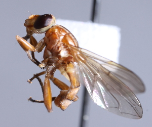  (Brachyopa zhelochovtsevi - CNC Diptera 229914)  @14 [ ] CreativeCommons - Attribution Non-Commercial Share-Alike (2014) Jeffrey H. Skevington Agriculture and Agri-Food Canada