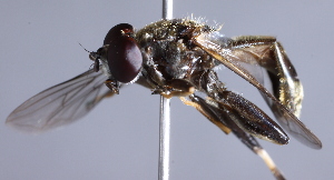  (Xylota meigeniana - CNC Diptera 229922)  @14 [ ] CreativeCommons - Attribution Non-Commercial Share-Alike (2014) Jeffrey H. Skevington Agriculture and Agri-Food Canada