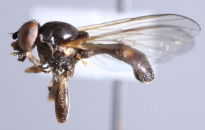  ( - CNC Diptera 229938)  @11 [ ] CreativeCommons - Attribution Non-Commercial Share-Alike (2014) Jeffrey H. Skevington Agriculture and Agri-Food Canada