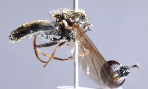  ( - CNC Diptera 229942)  @11 [ ] CreativeCommons - Attribution Non-Commercial Share-Alike (2014) Jeffrey H. Skevington Agriculture and Agri-Food Canada